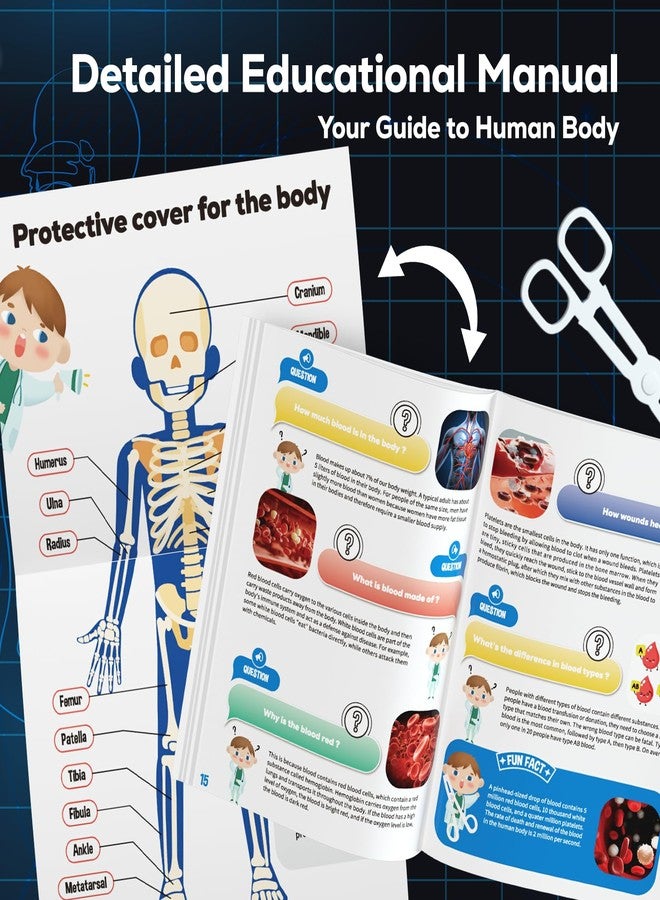 GobiDex Human Body Skeleton Model Kits, 40 Piece Anatomy Figure,Glow in The Dark Bones Interactive Science Kit, STEM Educational Toys for Boys and Girls, Halloween Physiology Gifts for Kids Ages 8+ - Image 4